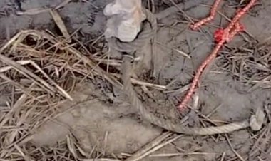 मीरगंज में पशु चोरी, किसान की पशुशाला से चार मवेशी ले उड़े चोर