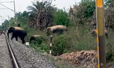 रेल ट्रैक पर अब हाथी पहले दिखेंगे