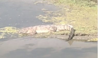 बरेली में नदी किनारे मगरमच्छ दिखा
