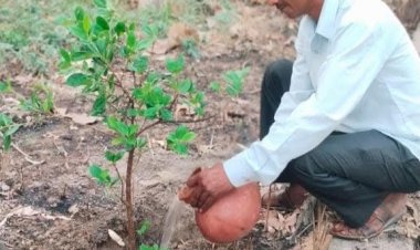 विश्व पर्यावरण दिवस पर सेंथल में रोपे गए नवीन पौधे, संरक्षण का लिया संकल्प
