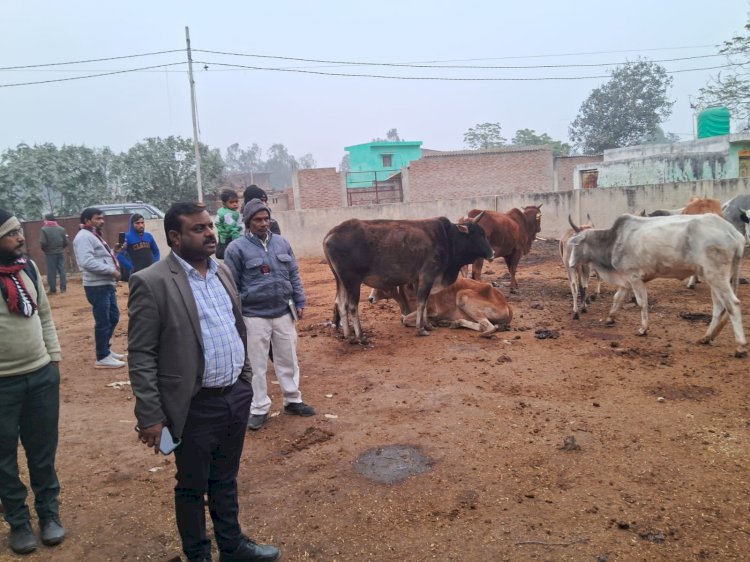 गोवंश संरक्षण में नहीं होना चाहिए लापरवाही: एसडीएम