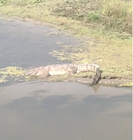 बरेली में नदी किनारे मगरमच्छ दिखा