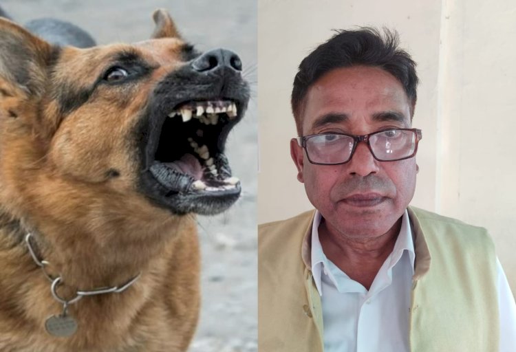 आवारा कुत्तों के आतंक से शहर परेशान, कार्रवाई की मांग