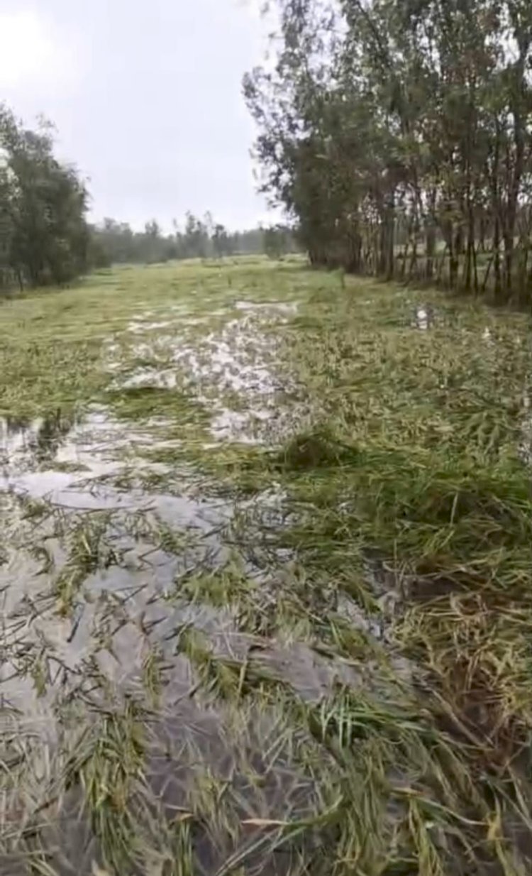 कटाई की दहलीज पर पहुंचा धान, एक झटके में धराशायी