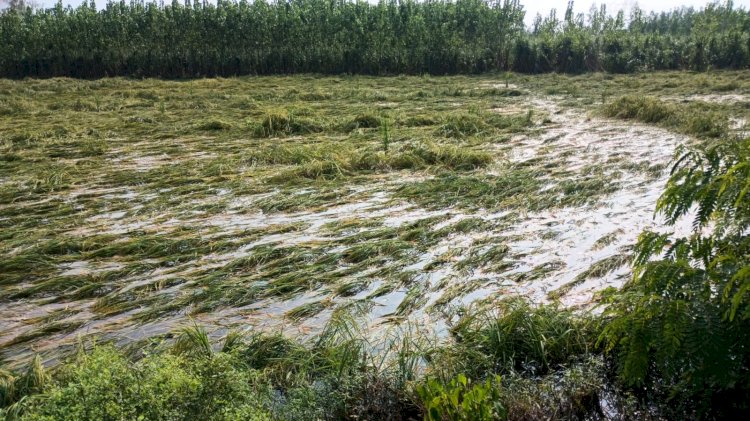भारी बारिश से खेत जलमग्न, धान की फसल पर संकट