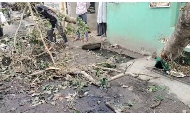बरेली: पुराने शहर में आंधी-बारिश से भारी तबाही; 11 हजार की लाइन पर गिरा पेड़